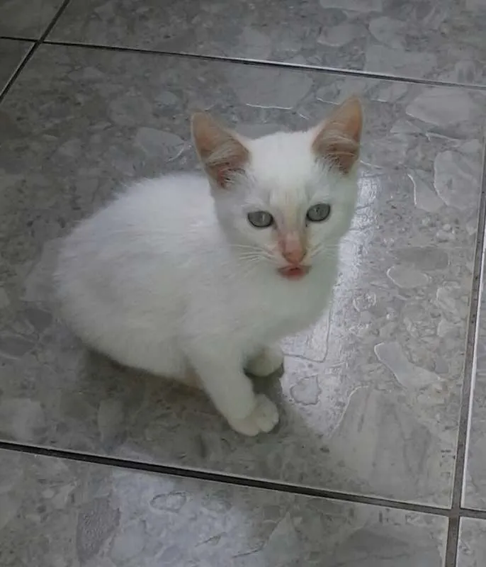 Gato ra a Mistiços siamês idade 2 a 6 meses nome Princesas