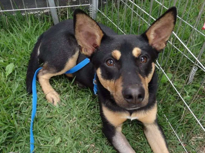 Cachorro ra a SRD idade 7 a 11 meses nome Twix
