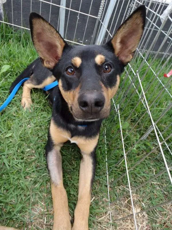 Cachorro ra a SRD idade 7 a 11 meses nome Twix