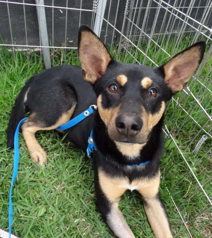 Cachorro ra a SRD idade 7 a 11 meses nome Twix