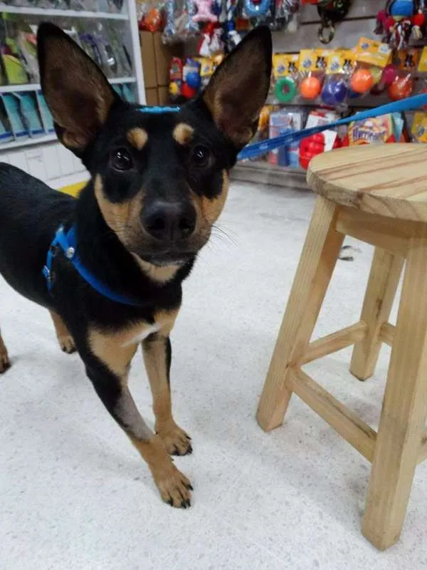 Cachorro ra a SRD idade 7 a 11 meses nome Twix