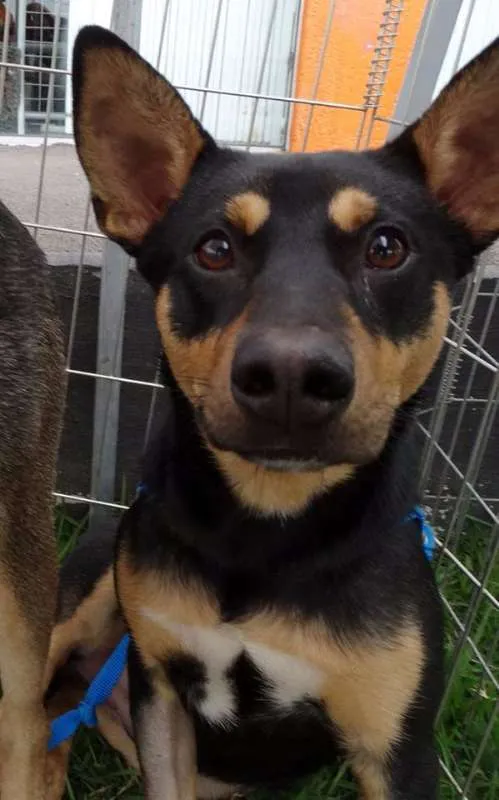 Cachorro ra a SRD idade 7 a 11 meses nome Twix