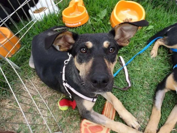 Cachorro ra a SRD idade 7 a 11 meses nome Twiggy