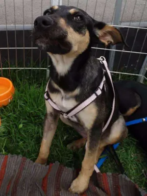 Cachorro raça SRD idade 7 a 11 meses nome Twiggy