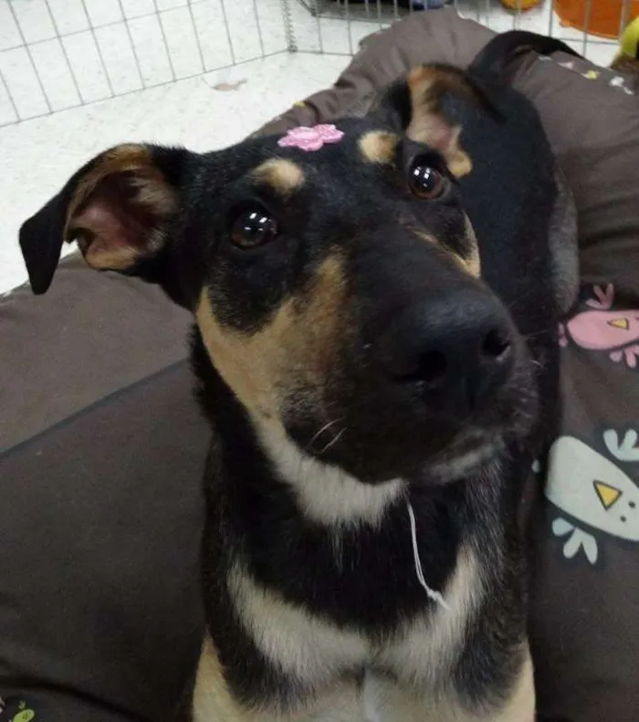 Cachorro ra a SRD idade 7 a 11 meses nome Twiggy