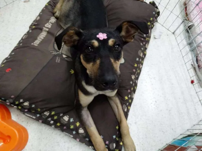 Cachorro ra a SRD idade 7 a 11 meses nome Twiggy