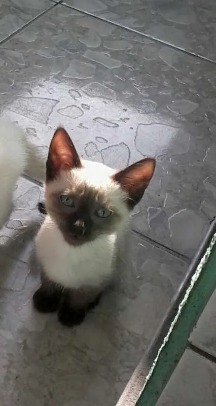 Gato ra a Siamês idade 2 a 6 meses nome Princesas