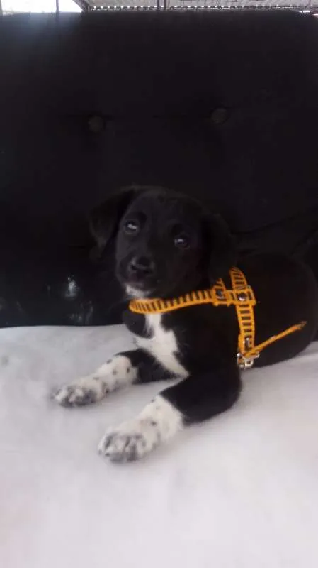 Cachorro ra a não definida idade  nome à escolher