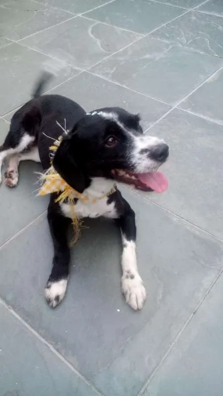 Cachorro ra a mestica poodle com cocker idade 2 anos nome princesa