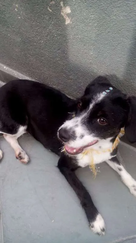 Cachorro ra a mestica poodle com cocker idade 2 anos nome princesa