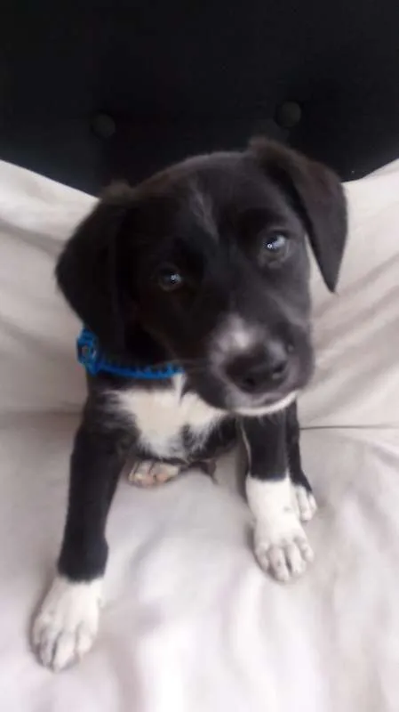 Cachorro ra a não definida idade  nome à escolher