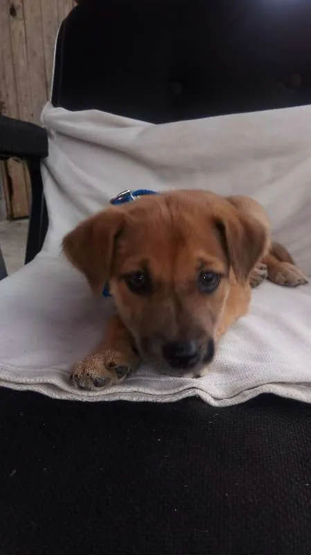 Cachorro ra a não definida idade  nome à escolher