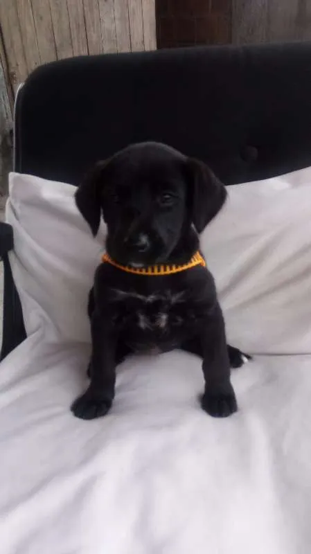 Cachorro ra a não definida idade  nome à escolher