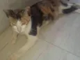 Mimi