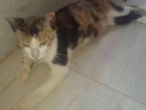 Gato raça Vira-lata idade 1 ano nome Mimi