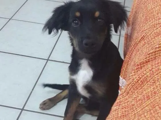 Cachorro ra a Viralata idade 2 a 6 meses nome Mickey 