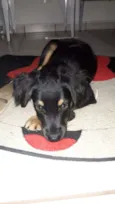 Mickey 
