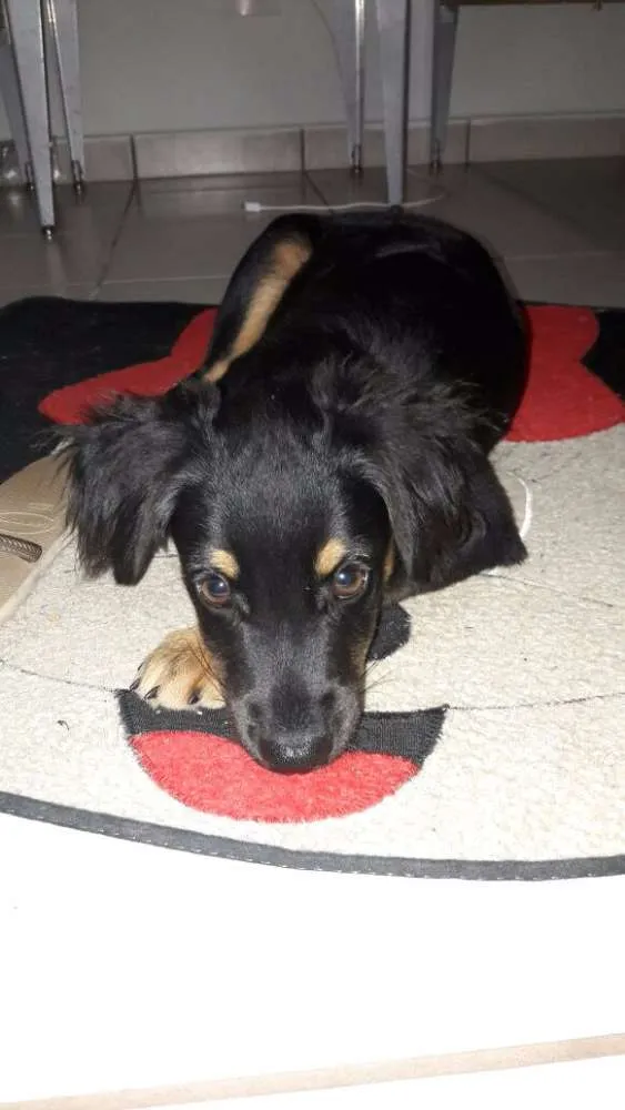 Cachorro ra a Viralata idade 2 a 6 meses nome Mickey 