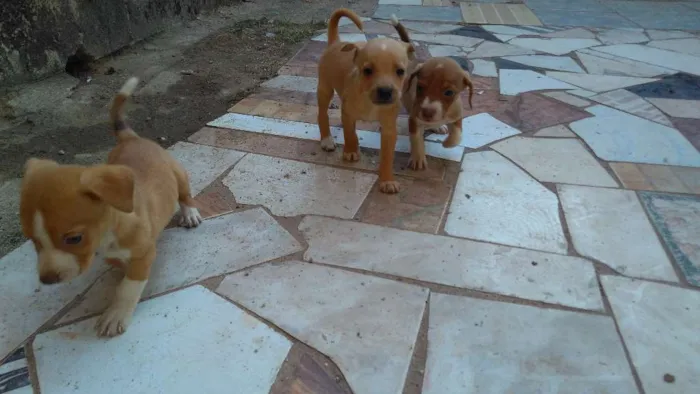 Cachorro raça SRD ,SEM RAÇA DEFINIDA idade Abaixo de 2 meses nome Filhotes para adoção