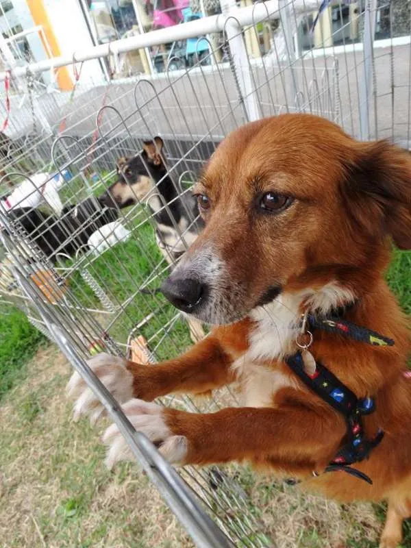 Cachorro ra a Srd idade 3 anos nome Serena