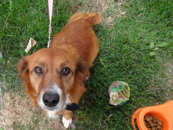 Cachorro ra a Srd idade 3 anos nome Serena