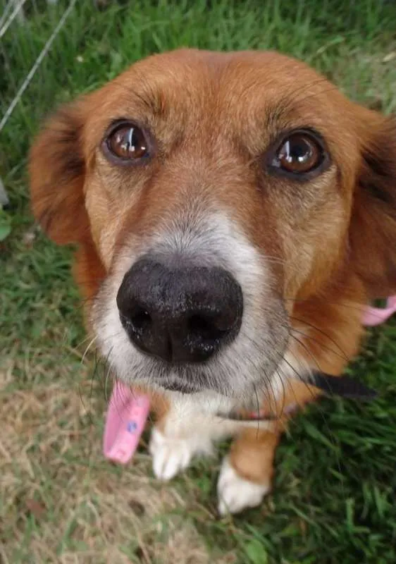 Cachorro ra a Srd idade 3 anos nome Serena