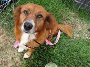 Cachorro raça Srd idade 3 anos nome Serena