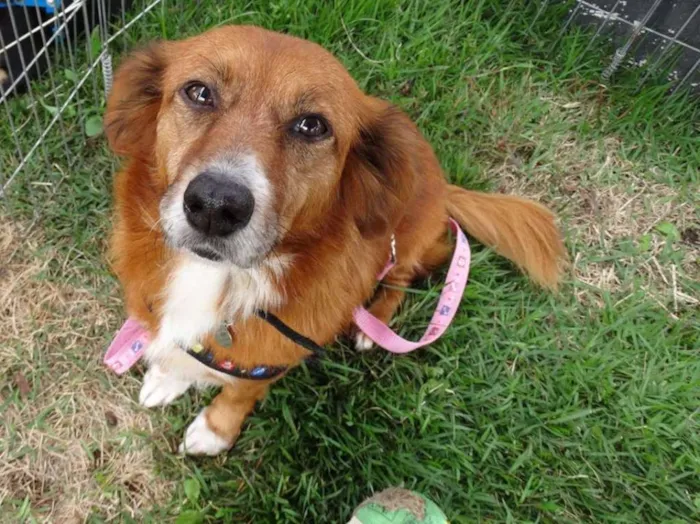 Cachorro ra a Srd idade 3 anos nome Serena