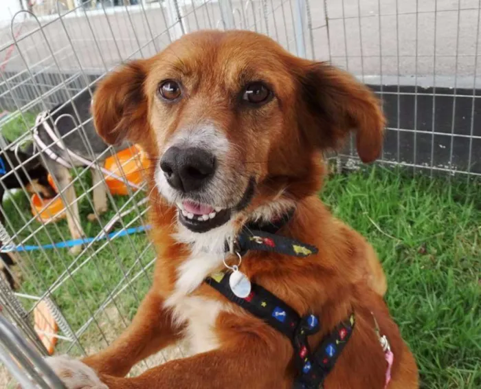 Cachorro ra a Srd idade 3 anos nome Serena