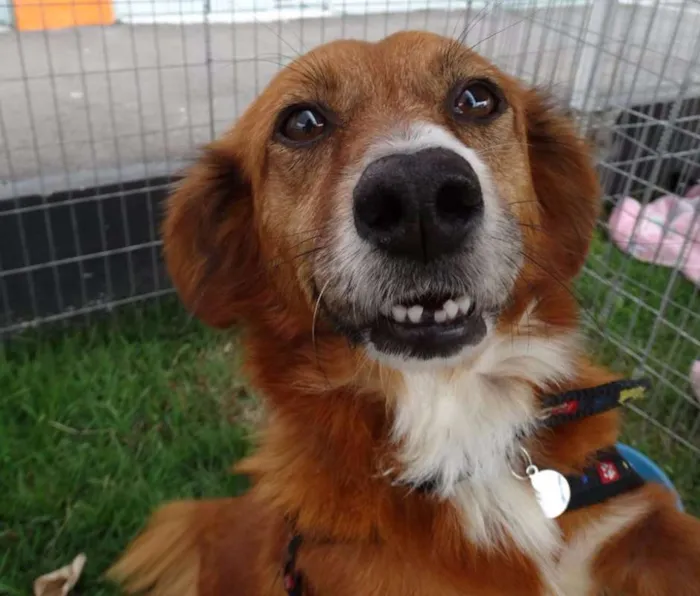 Cachorro ra a Srd idade 3 anos nome Serena