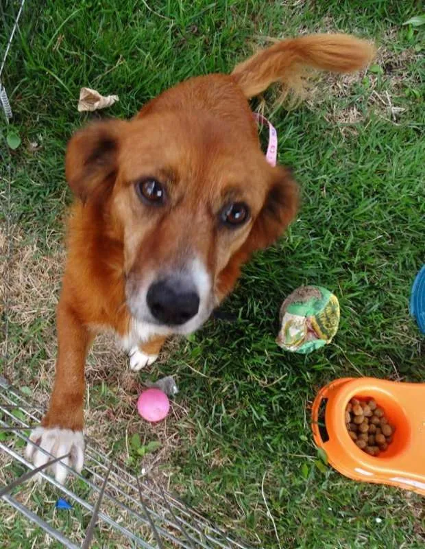Cachorro ra a Srd idade 3 anos nome Serena