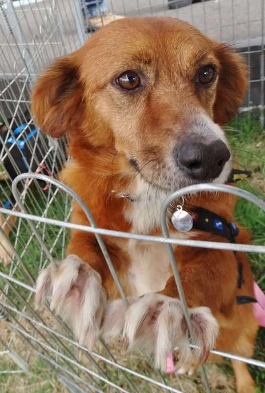 Cachorro ra a Srd idade 3 anos nome Serena
