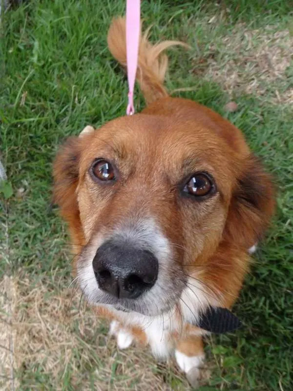 Cachorro ra a Srd idade 3 anos nome Serena
