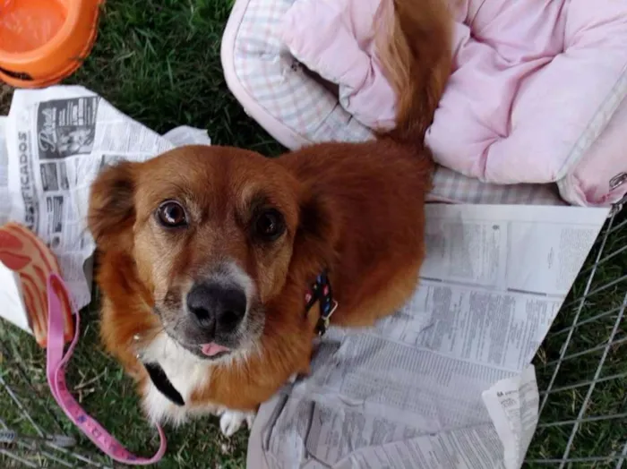 Cachorro ra a Srd idade 3 anos nome Serena