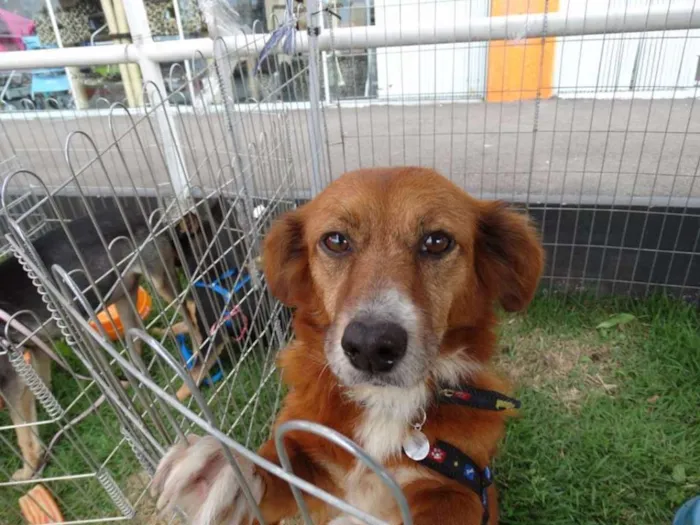 Cachorro ra a Srd idade 3 anos nome Serena