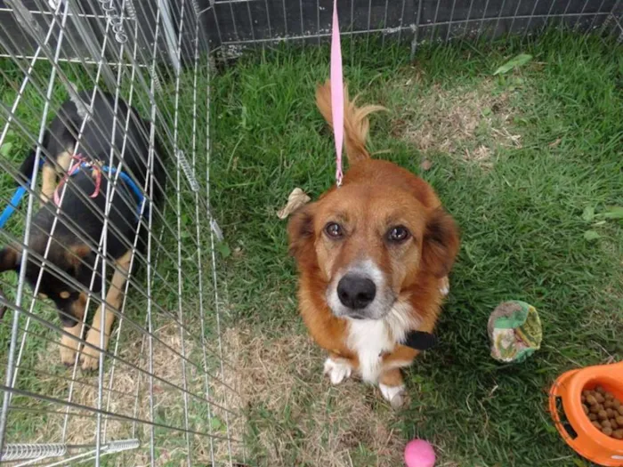 Cachorro ra a Srd idade 3 anos nome Serena