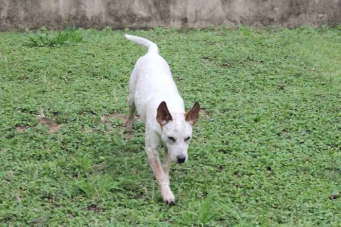 Cachorro ra a SRD idade 2 a 6 meses nome Brisa