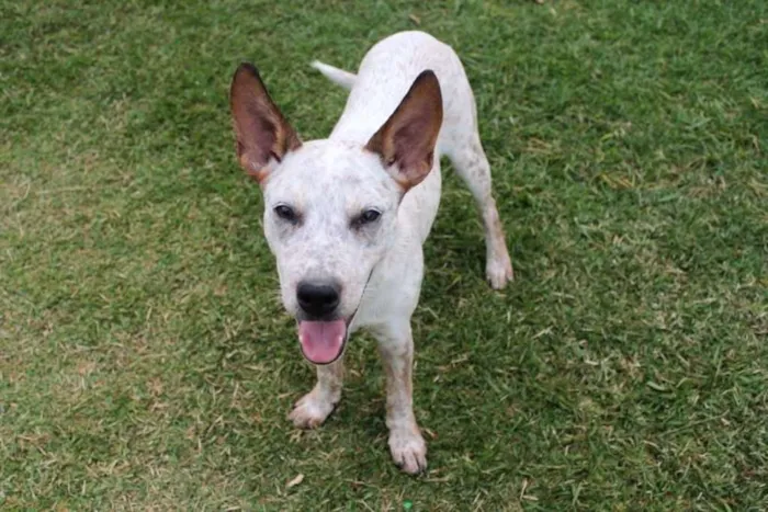 Cachorro ra a SRD idade 2 a 6 meses nome Brisa