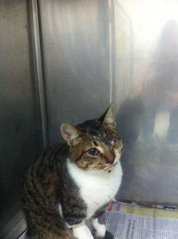 Gato ra a SRD idade 7 a 11 meses nome SEM NOME