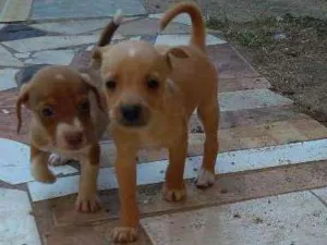 Cachorro raça SRD ,SEM RAÇA DEFINIDA idade Abaixo de 2 meses nome Filhotes para adoção