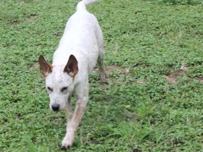 Cachorro ra a SRD idade 2 a 6 meses nome Brisa