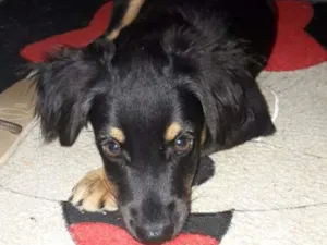Cachorro raça Viralata idade 2 a 6 meses nome Mickey 
