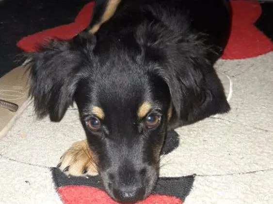 Cachorro ra a Viralata idade 2 a 6 meses nome Mickey 