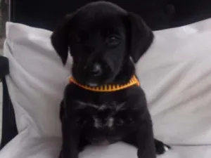 Cachorro raça não definida idade  nome à escolher