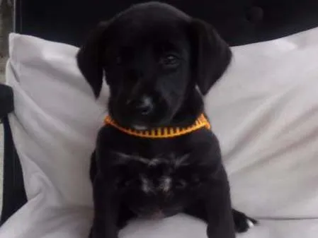 Cachorro ra a não definida idade  nome à escolher