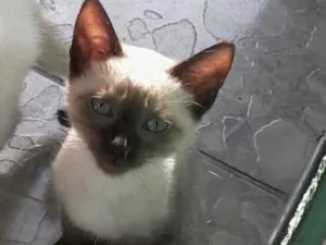 Gato raça Siamês idade 2 a 6 meses nome Princesas