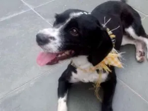 Cachorro raça mestica poodle com cocker idade 2 anos nome princesa