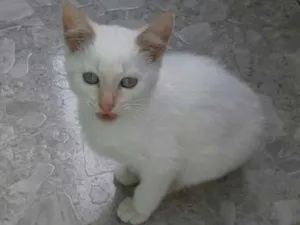 Gato raça Mistiços siamês idade 2 a 6 meses nome Princesas