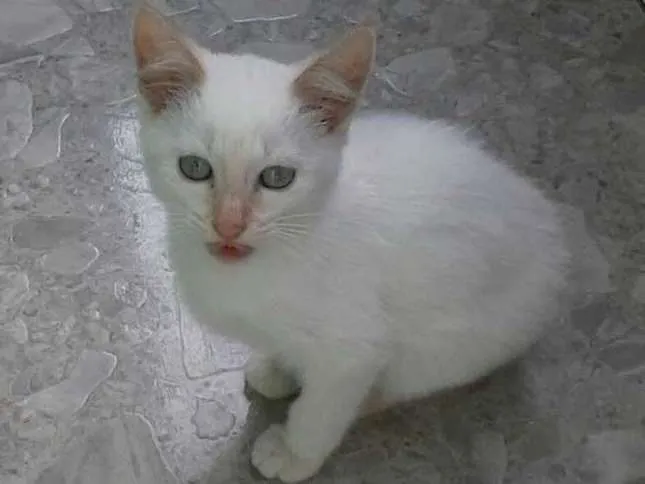 Gato ra a Mistiços siamês idade 2 a 6 meses nome Princesas