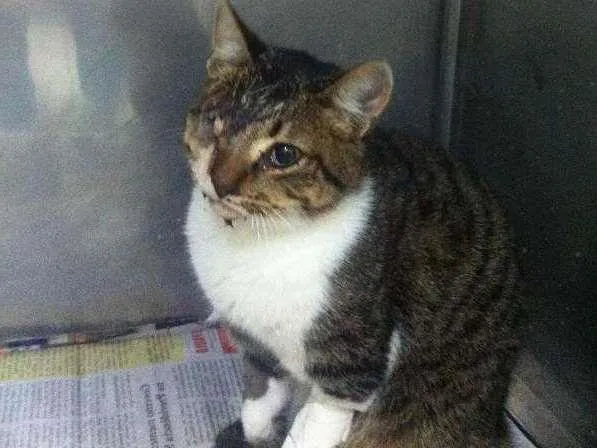 Gato ra a SRD idade 7 a 11 meses nome SEM NOME